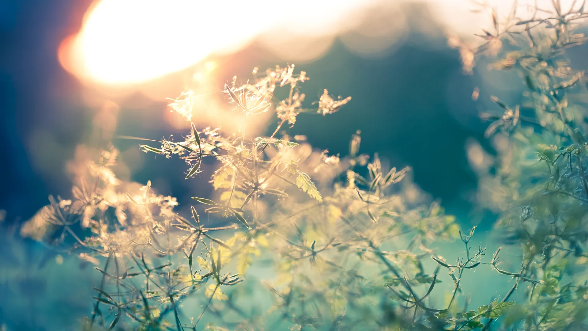 Pflanzen im Morgenlicht - Natur.