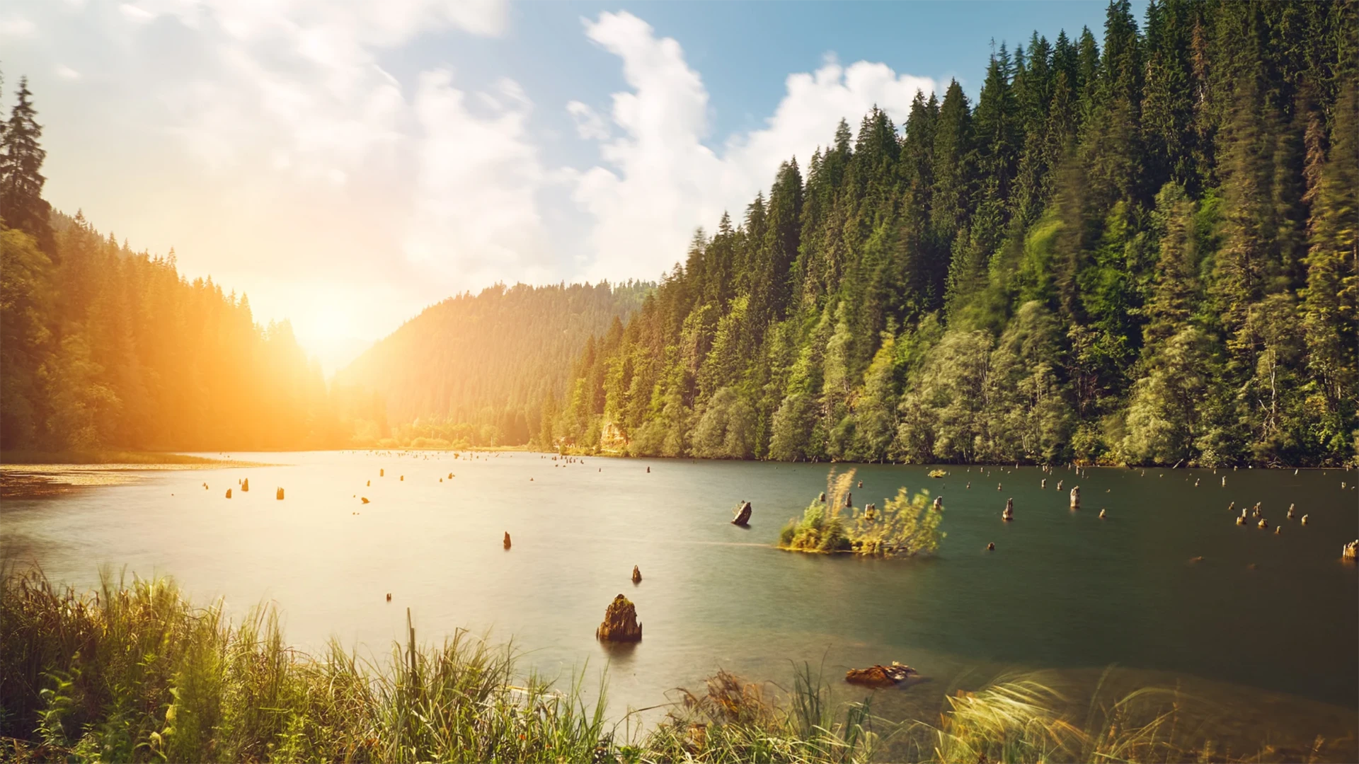 Ein ruhiger Waldsee im Morgenlicht. Hypnose gegen Tinnitus.